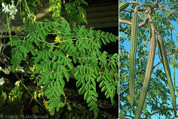 Le Moringa Oleifera : une plante aux multiples vertues